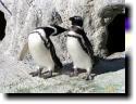 [ penguins2T.jpg ]