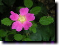 [ pinkflowerT.jpg ]