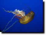 [ Ch 2, Sea Nettle jellyfish ]